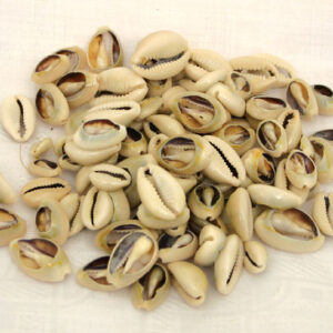 100 Cut & Polished Kenyan Cowrie Shells