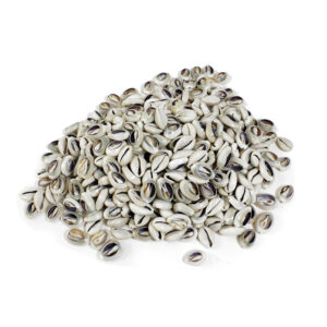 Kenyan Cowrie Shells: Cut – 1 Kilo Bag